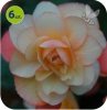 Begonia Champagner 6 sztuk